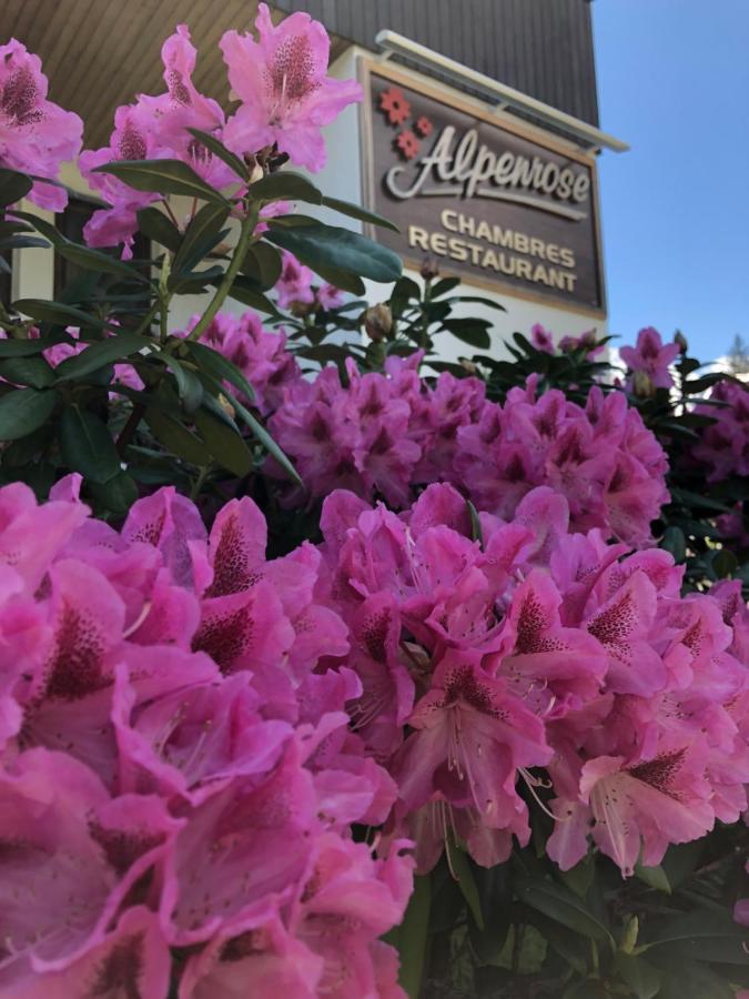 Alpenrose Chamonix Hostel Екстериор снимка